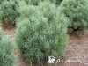 Pušis paprastoji ,Watereri' (lot. Pinus sylvestris) Pušis paprastoji ,Watereri' (lot. Pinus sylvestris)